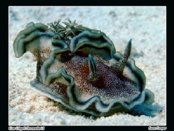 Blue-Edged Glossodoris, taken at Marsa Bareika, Ras Moham... by Sean Cooper 